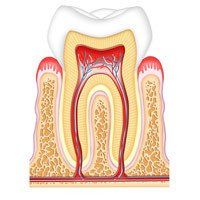 PERIODONCIA